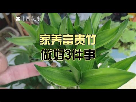 萬年青變黃怎麼辦|為什麼萬年青會變黃？了解其背後的原因與解決方法